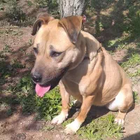 پیتبول 2ساله ماده اماده فحل