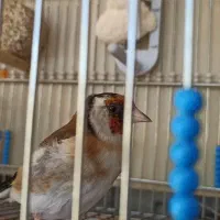 سهره رام و اهلی|پرنده|شاهین‌شهر, شهرک ردانی پور|دیوار