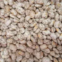 لوبیاچیتیدرجهیک|حراج|شال, |دیوار