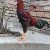 لاری|حیوانات مزرعه|گرگان, |دیوار