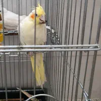 عروس هلندی لوتینو