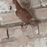 کفتر یهودی|پرنده|قم, آزادگان|دیوار
