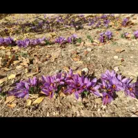 پیازچه زعفران خوب و مرغوب