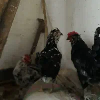 مرغ های گلچین شده در نورآباد ممسنی|حیوانات مزرعه|رستم, |دیوار