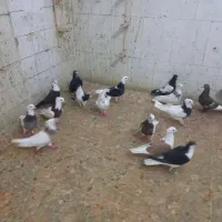 کبوتر فروشی شوشترنو داخل محوطه بازارچه