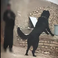سگ سرابی