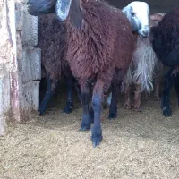 گوسفند .بره .شیشک .بزغاله|حیوانات مزرعه|قم, قلعه صدری|دیوار