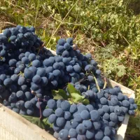 درجه یک|خوردنی و آشامیدنی|رامسر, |دیوار