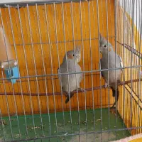 دوعدد عروس هلندی