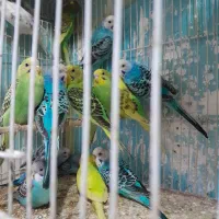 پرنده فروشی