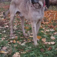 سگ سرابی گله ای و نگهبانی