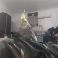 عروس رام اصیل ضمانت تخم جوجه .سرلاکی هم موجوده|پرنده|ایرانشهر, |دیوار