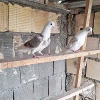 کبوتر پرشی جوجه افتاب ندیده