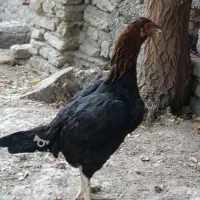 مرغ لاری افغان