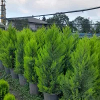 صنوبر نقگرا ترکیه|گل و گیاه طبیعی|ماهان, |دیوار