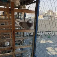 کبوتر ابلغ کاکلی زوردار|پرنده|کنگاور, |دیوار