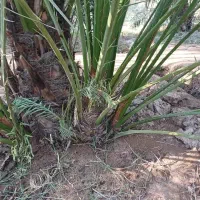 فروش انواع پاجوش پیارم و مجول|خدمات باغبانی و درختکاری|بندرعباس, |دیوار