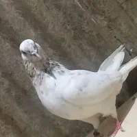 کبوتر گم شده|حیوانات|ری, تقی آباد|دیوار