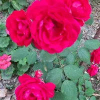 اجاره منزل ویلایی به همراه باغ در روستای کریم آباد