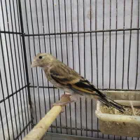 سهره قناری نر ب شرط