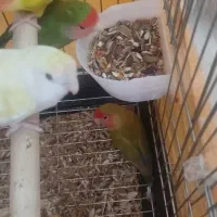 جوجه برزیلی