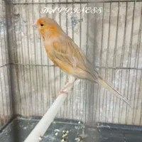 قناری ماده آماده خاص سرخ سوخته