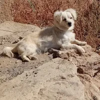 سگ پشمالو لاس