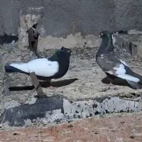 تعداد ۲۰جفت سینه ایی همه ضات عالی بزن