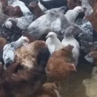 فروش جوجه خروس 50 روزه