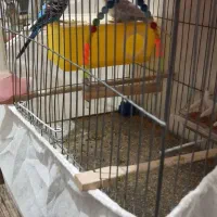 مرغ عشق باتمام وسایل|پرنده|پیرانشهر, |دیوار