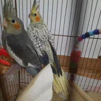 عروس هلندی|پرنده|رودسر, |دیوار