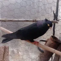 زاغ|پرنده|ایذه, |دیوار