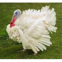 بوقلمون کشتاری