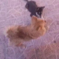 توله هاسکی دوبرمن دوماهه