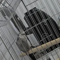 عروس هلندی گمشده