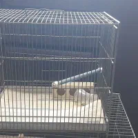 فروش قفس پرنده|لوازم جانبی حیوانات|فردیس, سپید دشت|دیوار