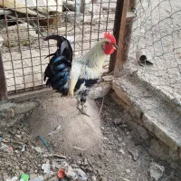 مرغ و خروس تخمگذار و دم تخم