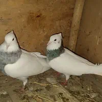 کبوتر کفتر الماسی