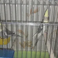 یک جفت عروس هلندی نر و ماده سه ماهه