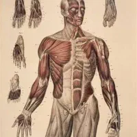 ماساژ در محل|خدمات آرایشگری و زیبایی|چمستان, |دیوار