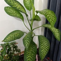 اجاره زمین کشاورزی