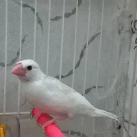 1 دونه فنچ نرگسی