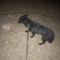 سگ پاکوتاه آمریکایی|سگ|دوگنبدان, |دیوار