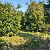 زمین باغ حدود 1000متر/تنکابن/تهاتربا ملک تهران کرج|فروش زمین و ملک کلنگی|تنکابن, |دیوار