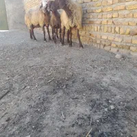 ۲راس کاور یک میش دندان سالم