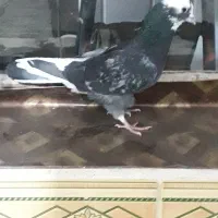 گمشده