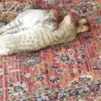 واگذاری دوعدد بچه گربه
