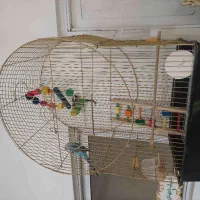 دو عدد مرغ عشق سر حال نر و ماده