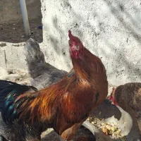 فروش خروس لاری|حیوانات مزرعه|قیروکارزین, |دیوار