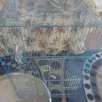 ۸ عدد قفس|لوازم جانبی حیوانات|مشگین شهر, |دیوار